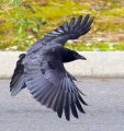 RavenBird.jpg